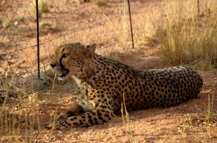 273 Namibia Okt 2006 .JPG